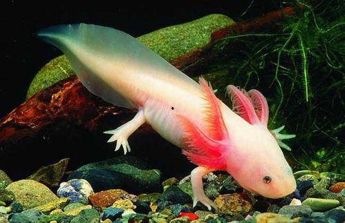 蝾螈的资料,从两栖传奇到生态使者